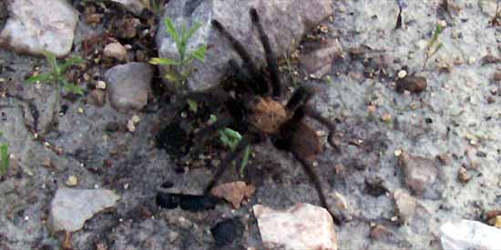 Texas Tarantula.