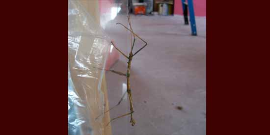 Walking Stick.