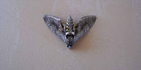 Texas Moth.