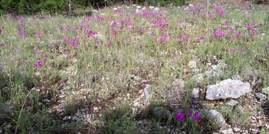 Wildflowers.