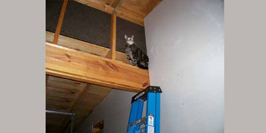 Butchie in the Rafters.