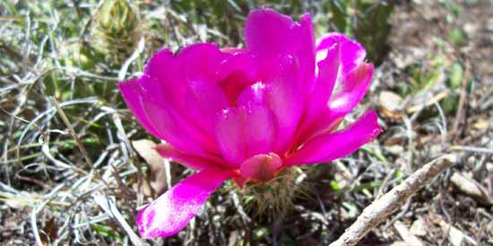 Pink Flower.