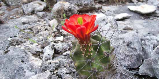 Orange Flower.