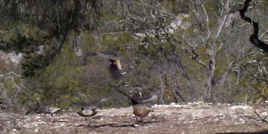 Dancing Lizard Ranch.