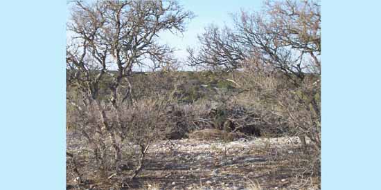 Dancing Lizard Ranch.