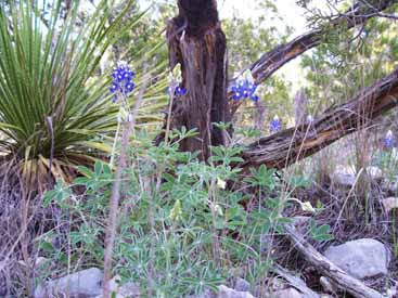 Dancing Lizard Ranch.