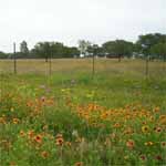 Wildflowers on 41.