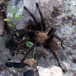 Texas Tarantula.