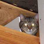 Butchie in the Rafters.