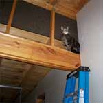 Butchie in the Rafters.