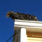 Butchie on the Roof.