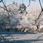 The Winter Pond is Magical.