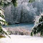 The Winter Pond is Magical.