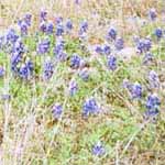 Blue Bonnets in the Spring at Babble On Industries.