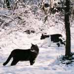 Butchie and Pee Wee take a walk in the snow.