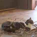 Pee Wee and Butchie made a nest in the garage.