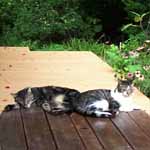 Pee Wee and Butchie on the back deck.