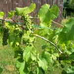 Grapes on the Vine.