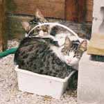 Pee Wee and Queenie nap in the green house.