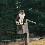 Pee Wee sits on a bird house.