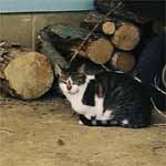 Rex guards over the wood pile.