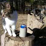 Pee Wee and Butchie on their wood pile.