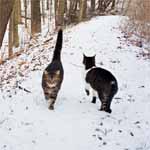 Butchie and Pee Wee take a walk around the pond.