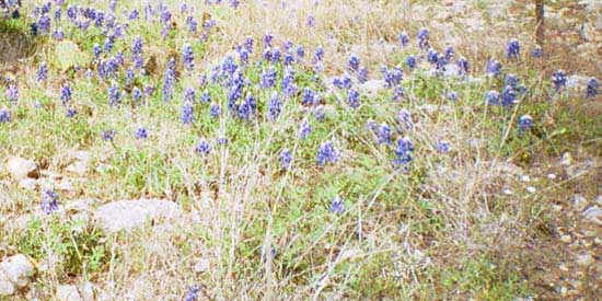 Blue Bonnets grow in the Spring