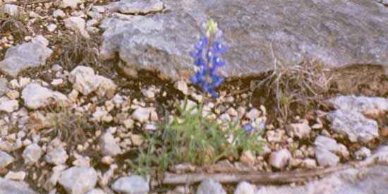 Lone Blue Bonnet grows through the rocks.