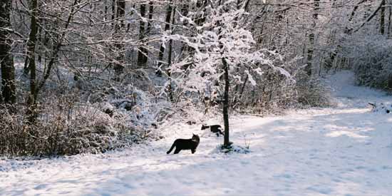 Pee Wee and Butchie in the snow.