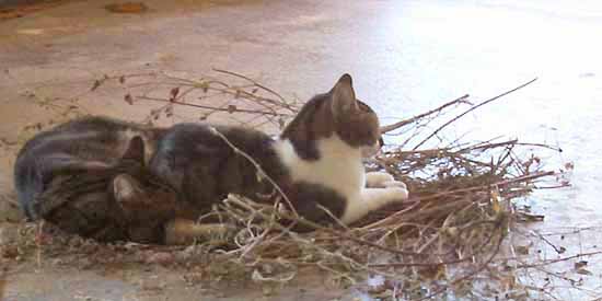 Pee Wee and Butchie made a nest in the garage.