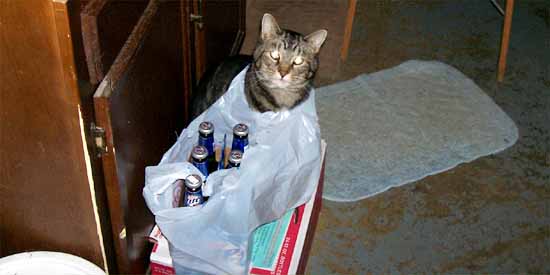 Butchie enjoys his plastic bags.