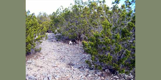 Pee Wee and Butchie take a walk.