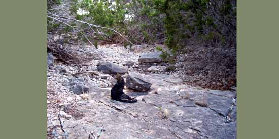 Butchie on Bedrock.