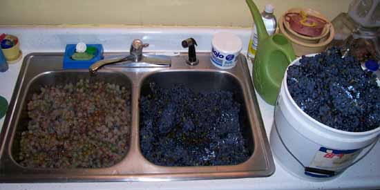 Sink Full of Grapes