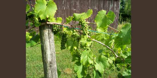 Grapes on the Vine