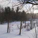 Grape Vines in the Snow.