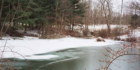 Winter gives the Pond a fresh look.