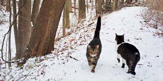 The two boys take a walk around the pond.