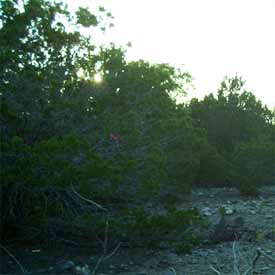 Clearing Land.